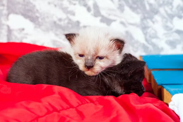 Маленький новорожденный котенок, который еще не открыл глаза — стоковое фото