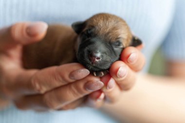 Küçük köpek yavrusu kucağında güzel bir köpek tutarken yukarı bakıyor. Evcil hayvan rahat evinde dinleniyor..