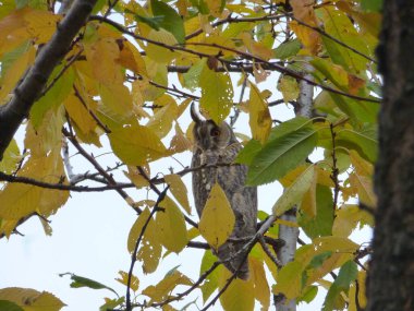 bir dal orman atmosferi içinde oturan baykuş