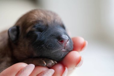 Küçük köpek yavrusu kucağında güzel bir köpek tutarken yukarı bakıyor. Evcil hayvan rahat evinde dinleniyor..