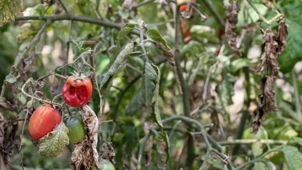 Malattie fungine dei pomodori La piaga tardiva è una delle malattie più pericolose. Foto Stock Royalty Free