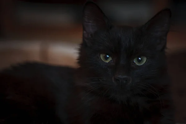 Retrato de close-up de um gato preto de Halloween — Fotografia de Stock