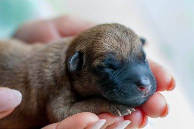 Küçük köpek yavrusu kucağında güzel bir köpek tutarken yukarı bakıyor. Evcil hayvan rahat evinde dinleniyor..