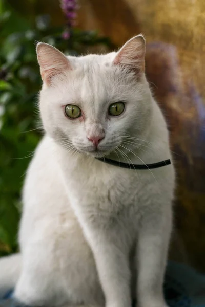 Big white cat of the Siberian breed. An adult beautiful white cat. — Stock Photo, Image