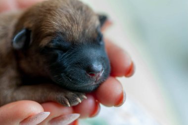 Küçük köpek yavrusu kucağında güzel bir köpek tutarken yukarı bakıyor. Evcil hayvan rahat evinde dinleniyor..