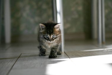 Küçük sokak kedisi bir köpekle tanıştı ve korktu. Küçük kedi yavrusu evden kaçtı ve parkta kayboldu. Sibirya çizgili bir kedi yavrusu sokaktaki bilinmeyen dünyayı keşfediyor..