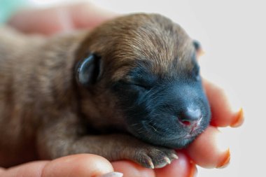 Küçük köpek yavrusu kucağında güzel bir köpek tutarken yukarı bakıyor. Evcil hayvan rahat evinde dinleniyor..