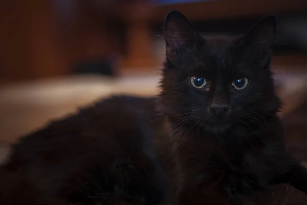 할로윈 검은 고양이의 클로즈업 초상화 — 스톡 사진