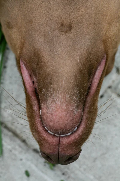 La bocca di un cane con denti bianchi taglienti. Primo piano con la bocca aperta. Vista laterale della bocca del cane. — Foto Stock