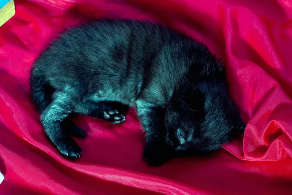 Мать-кошка родила в песке новую семью — стоковое фото
