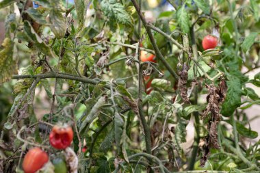 Domateslerin mantar hastalıkları en tehlikeli hastalıklardan biridir.