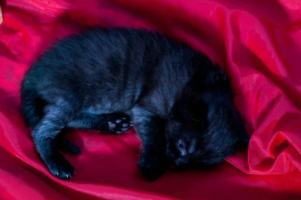 Um gatinho recém-nascido pequeno que ainda não abriu os olhos — Fotografia de Stock
