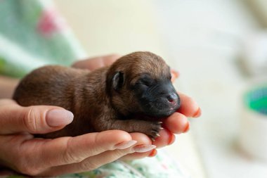 Küçük köpek yavrusu kucağında güzel bir köpek tutarken yukarı bakıyor. Evcil hayvan rahat evinde dinleniyor..