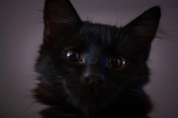 Крупный план Хэллоуинской черной кошки — стоковое фото