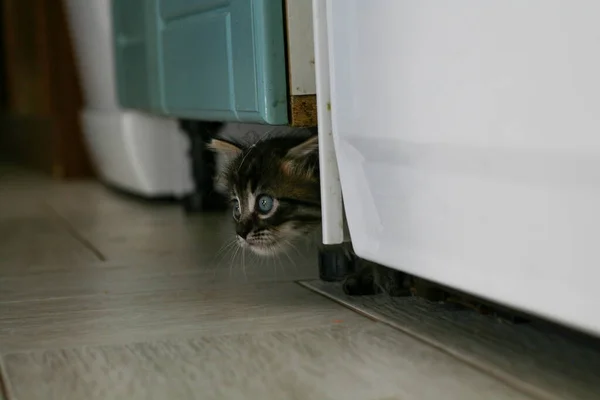 El gatito de la calle conoció a un perro y tiene miedo. El gatito huyó de casa y se perdió en el parque. Un gatito siberiano a rayas explora el mundo desconocido en la calle. — Foto de Stock