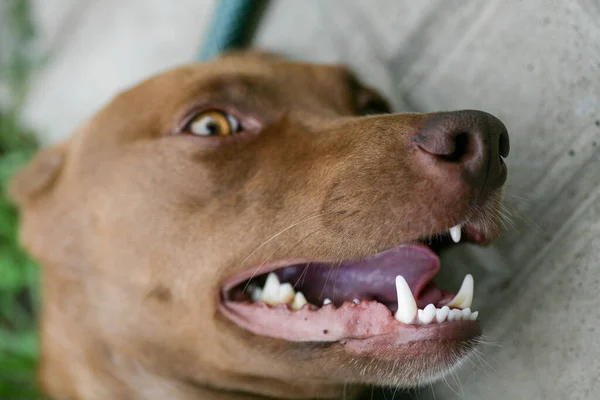 La bouche d'un chien avec des dents blanches acérées. Chien bouche ouverte gros plan. Bouche de chien vue latérale. — Photo