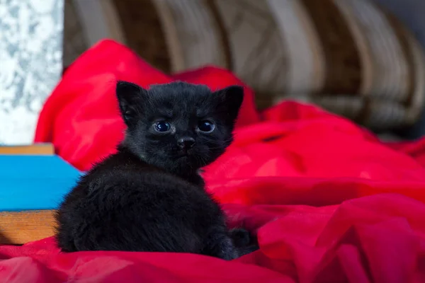Ein kleines neugeborenes Kätzchen, das seine Augen noch nicht geöffnet hat — Stockfoto