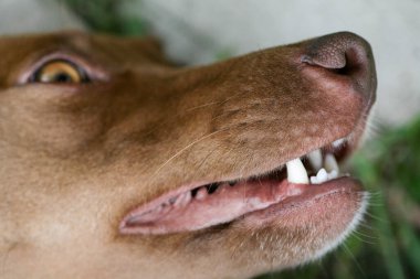 Keskin beyaz dişli bir köpeğin ağzı. Köpek ağzını kapalı tutuyor. Köpek ağzı kenar görünümü.
