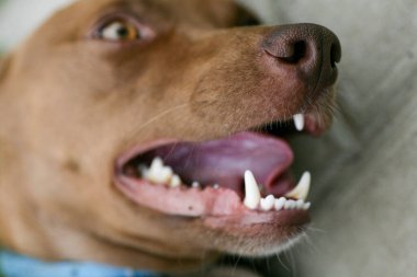 Keskin beyaz dişli bir köpeğin ağzı. Köpek ağzını kapalı tutuyor. Köpek ağzı kenar görünümü.