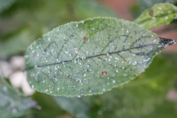 Aphids damaged leaf by pests and diseases — Stock Photo, Image