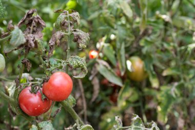 Domateslerin mantar hastalıkları en tehlikeli hastalıklardan biridir.