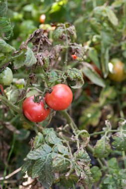 Domateslerin mantar hastalıkları en tehlikeli hastalıklardan biridir.