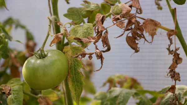 Fungal diseases of tomatoes Late blight is one of the most dangerous diseases