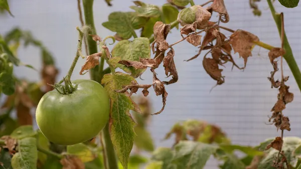 Malattie fungine dei pomodori La piaga tardiva è una delle malattie più pericolose. Fotografia Stock