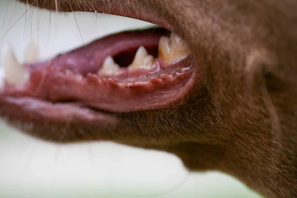 La bouche d'un chien avec des dents blanches acérées. Chien bouche ouverte gros plan. Bouche de chien vue latérale. — Photo