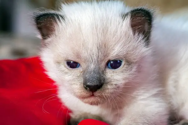 Um gatinho recém-nascido pequeno que ainda não abriu os olhos — Fotografia de Stock