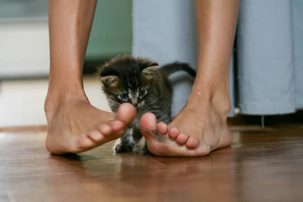 El gatito de la calle conoció a un perro y tiene miedo. El gatito huyó de casa y se perdió en el parque. Un gatito siberiano a rayas explora el mundo desconocido en la calle. — Foto de Stock