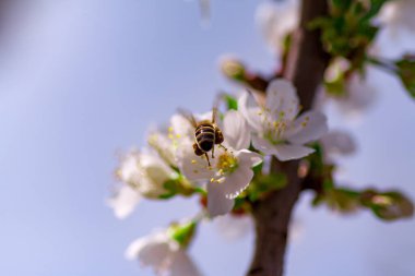 Kapalı kapılar ardında çiçek açan bir bahar ağacı.