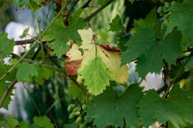 Hastalıklı filizler, cilt bakımı ve böğürtlenler çürümüş balık gibi kokan kül yağmuruna benziyor..