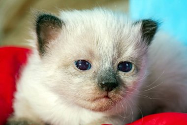 Anne kedi kumda yeni bir aile doğurdu.