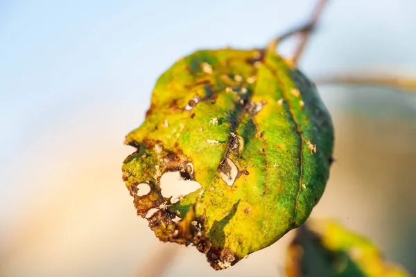 Aphids folha danificada por pragas e doenças — Fotografia de Stock