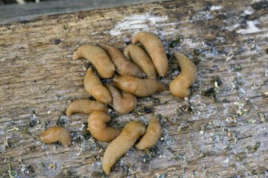 Çiftçilerin bahçesinde sümüklüböcekler. Bahçedeki sebze bahçesinin yanında saklanan büyük bir Gastropoda sümüklüböceği kümesi.