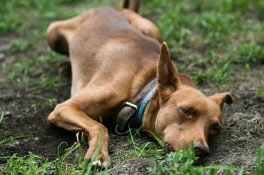 Kahverengi köpek yaz günü çimenlerde oynuyor.