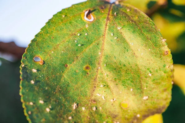 Αφίδες φθαρμένα φύλλα από παράσιτα και ασθένειες — Φωτογραφία Αρχείου