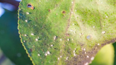 Haşereler ve hastalıklar yüzünden yaprak bitleri zarar görmüş.