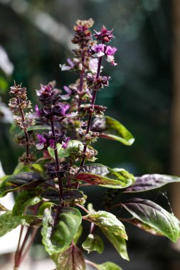 bir dal orman atmosferi içinde oturan baykuş