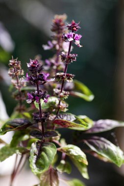 bir dal orman atmosferi içinde oturan baykuş