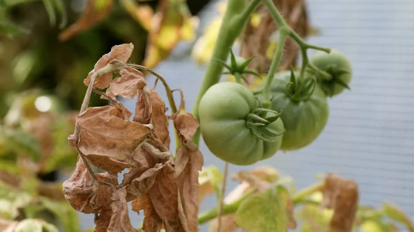 Fungal diseases of tomatoes Late blight is one of the most dangerous diseases