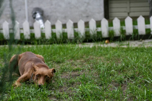 Kahverengi köpek yaz günü çimenlerde oynuyor. — Stok fotoğraf