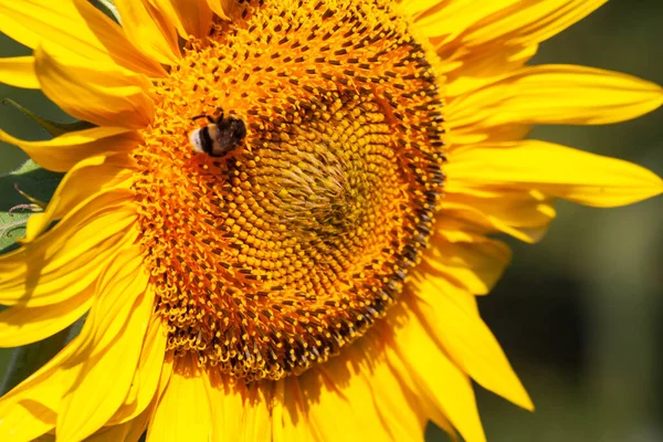 Blühende leuchtend gelbe Sonnenblume. Sonnenblumenfeld auf dem Bauernhof. — Stockfoto