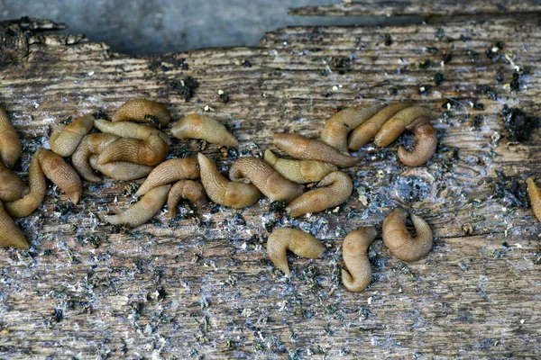 Çiftçilerin bahçesinde sümüklüböcekler. Bahçedeki sebze bahçesinin yanında saklanan büyük bir Gastropoda sümüklüböceği kümesi.