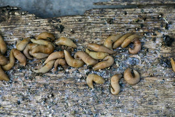 Lumache nel giardino dei contadini. Un grande grappolo di lumache Gastropoda si nasconde accanto a un orto in giardino Immagine Stock