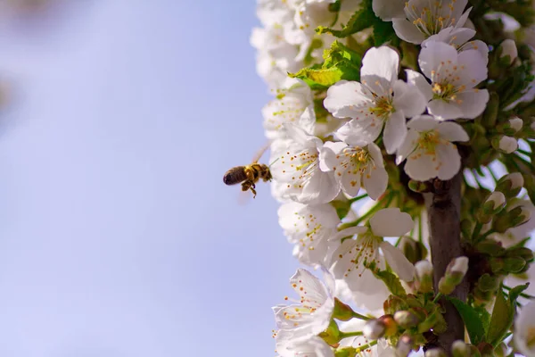 Schöne Nahaufnahme Frühling blühender Baum — Stockfoto