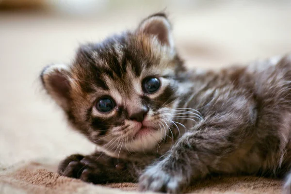 O gatinho de rua encontrou um cão e está assustado. O gatinho fugiu de casa e perdeu-se no parque. Um gatinho listrado siberiano explora o mundo desconhecido na rua. — Fotografia de Stock