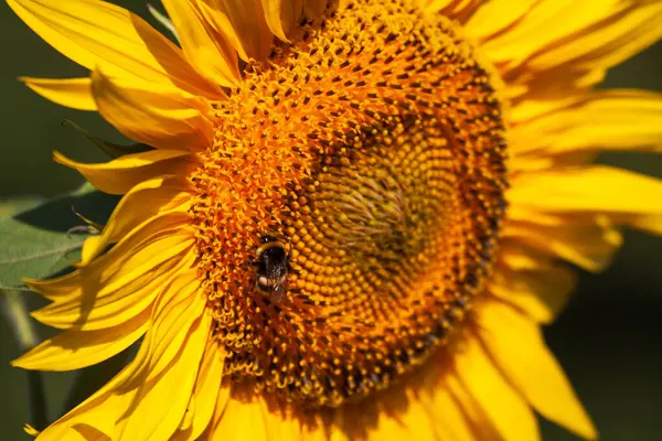 Çiçek açan parlak sarı ayçiçeği. Çiftlikteki ayçiçeği tarlası. — Stok fotoğraf