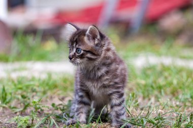 Küçük sokak kedisi bir köpekle tanıştı ve korktu. Küçük kedi yavrusu evden kaçtı ve parkta kayboldu. Sibirya çizgili bir kedi yavrusu sokaktaki bilinmeyen dünyayı keşfediyor..